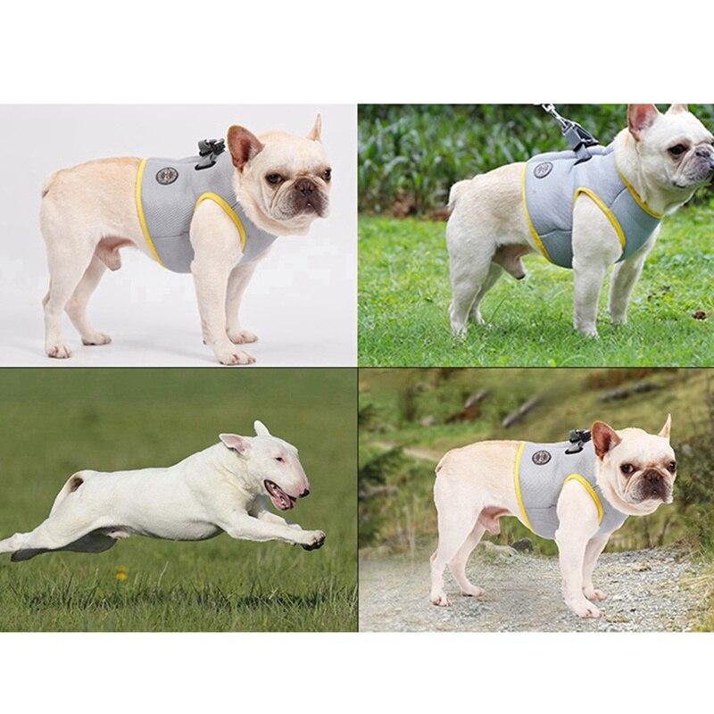 Everyday Dog Harness Set